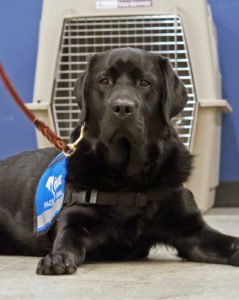 Cardinal Glennon Facility Dog, Thor